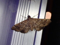 Nacoleia rhoeoalis