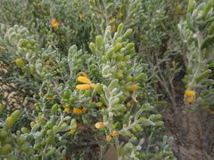 Tetraena fontanesii