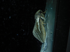 Abantiades latipennis