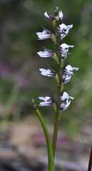 Prasophyllum suttonii