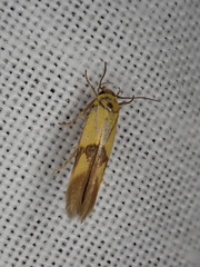 Stathmopoda auriferella