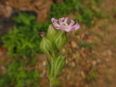 Silene colorata