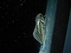 Abantiades latipennis