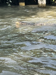 Varanus salvator macromaculatus