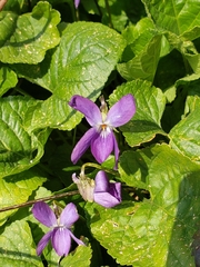 Viola libanotica
