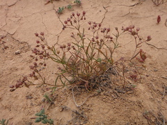 Spergularia diandra