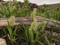 Lamarckia aurea image