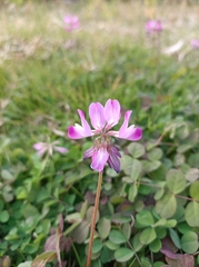 Astragalus sinicus