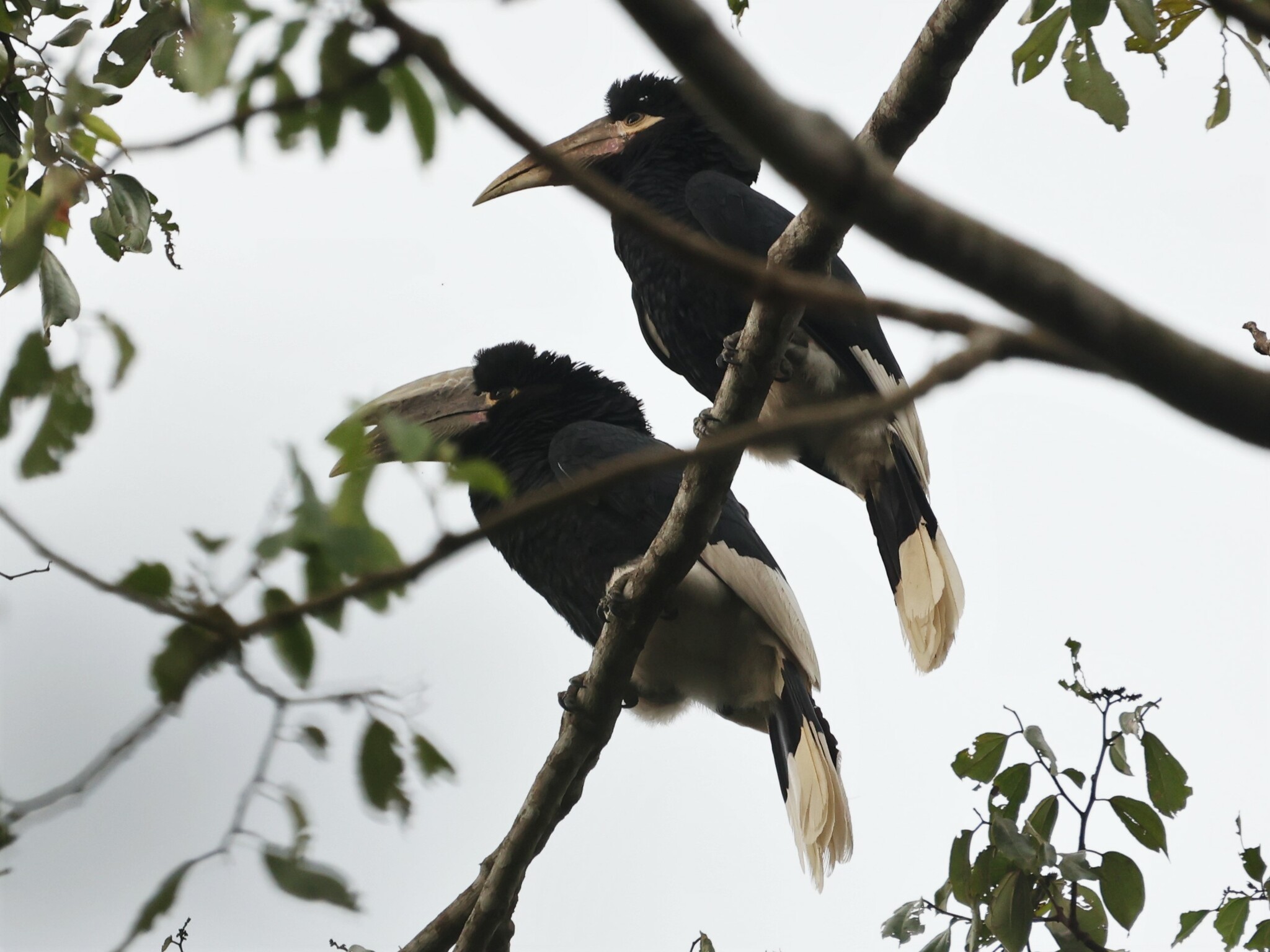 White-thighed Hornbill (Bycanistes albotibialis), photo 5