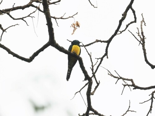 African Emerald Cuckoo