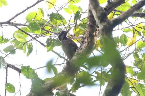 Yellow-crested Woodpecker (Chloropicus xantholophus), photo 5