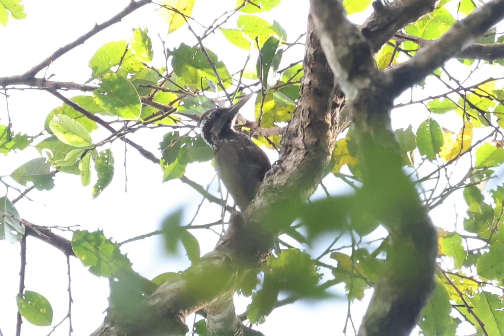 Yellow-crested Woodpecker (Chloropicus xantholophus), photo 3