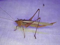 Conocephalus albescens