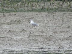 Saundersilarus saundersi