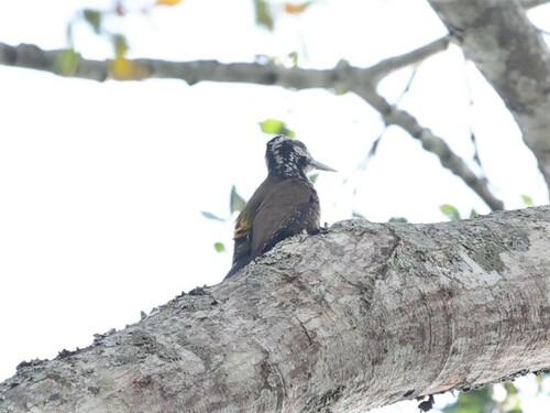 Yellow-crested Woodpecker (Chloropicus xantholophus), photo 4