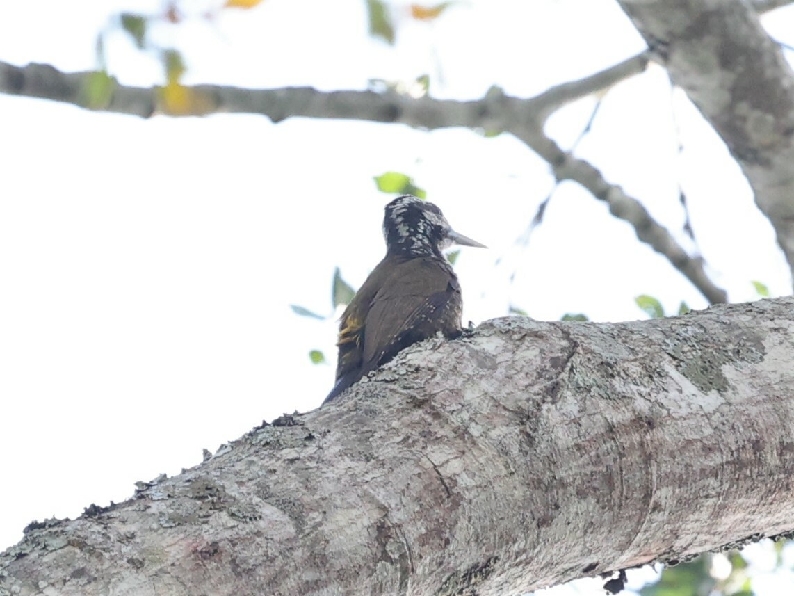 Yellow-crested Woodpecker (Chloropicus xantholophus), photo 2