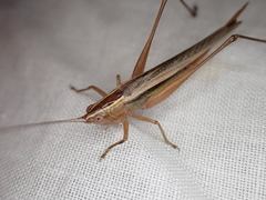 Conocephalus albescens