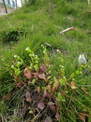 Trigonotis peduncularis