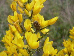 Oxythyrea funesta
