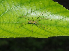 Hygropoda lineata