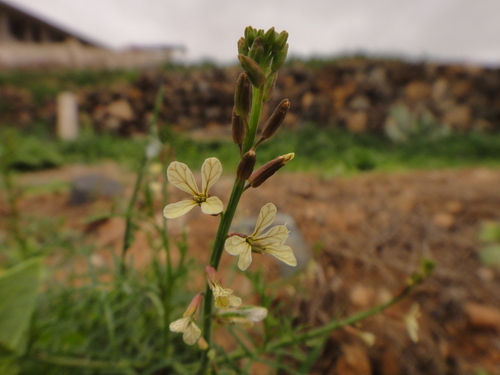 Carrichtera image