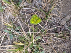 Euphorbia helioscopia