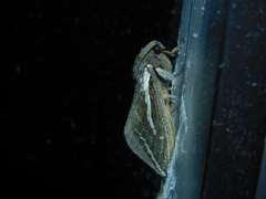 Abantiades latipennis