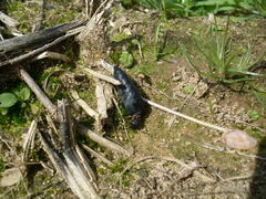 Physomeloe corallifer