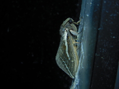 Abantiades latipennis