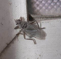 Pseudolynchia canariensis