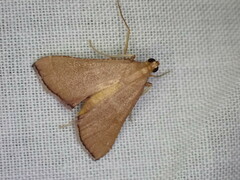 Endotricha pyrosalis