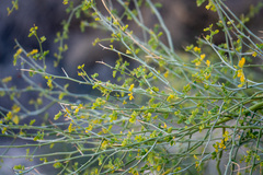 Parkinsonia florida