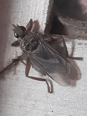 Pseudolynchia canariensis