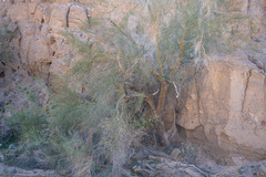Parkinsonia florida