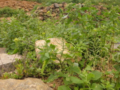 Sisymbrium erysimoides
