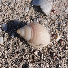 Semicassis semigranosa