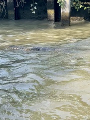 Varanus salvator macromaculatus