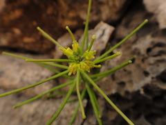 Sisymbrium erysimoides