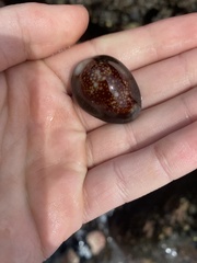 Monetaria caputophidii