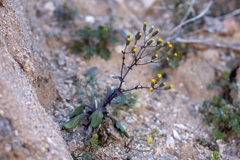 Senecio mohavensis