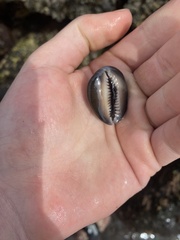 Monetaria caputophidii