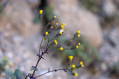 Senecio mohavensis