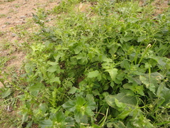 Sisymbrium erysimoides