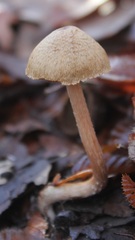 Inosperma cervicolor