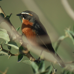 Poospiza nigrorufa