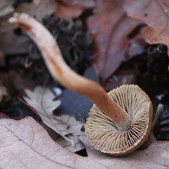Inosperma cervicolor