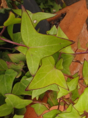 Senecio macroglossus