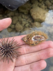 Monoplex pilearis