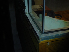 Abantiades latipennis