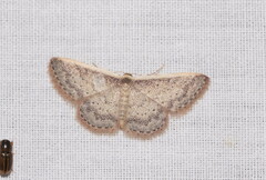 Idaea nephelota